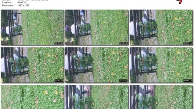 bfa8c184-60be-11ef-86a2-0800275bf759